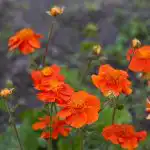 10 flores perenes que só melhoram com o passar dos anos: os especialistas dão os nomes das variedades 10 flores perenes que só melhoram com o passar dos