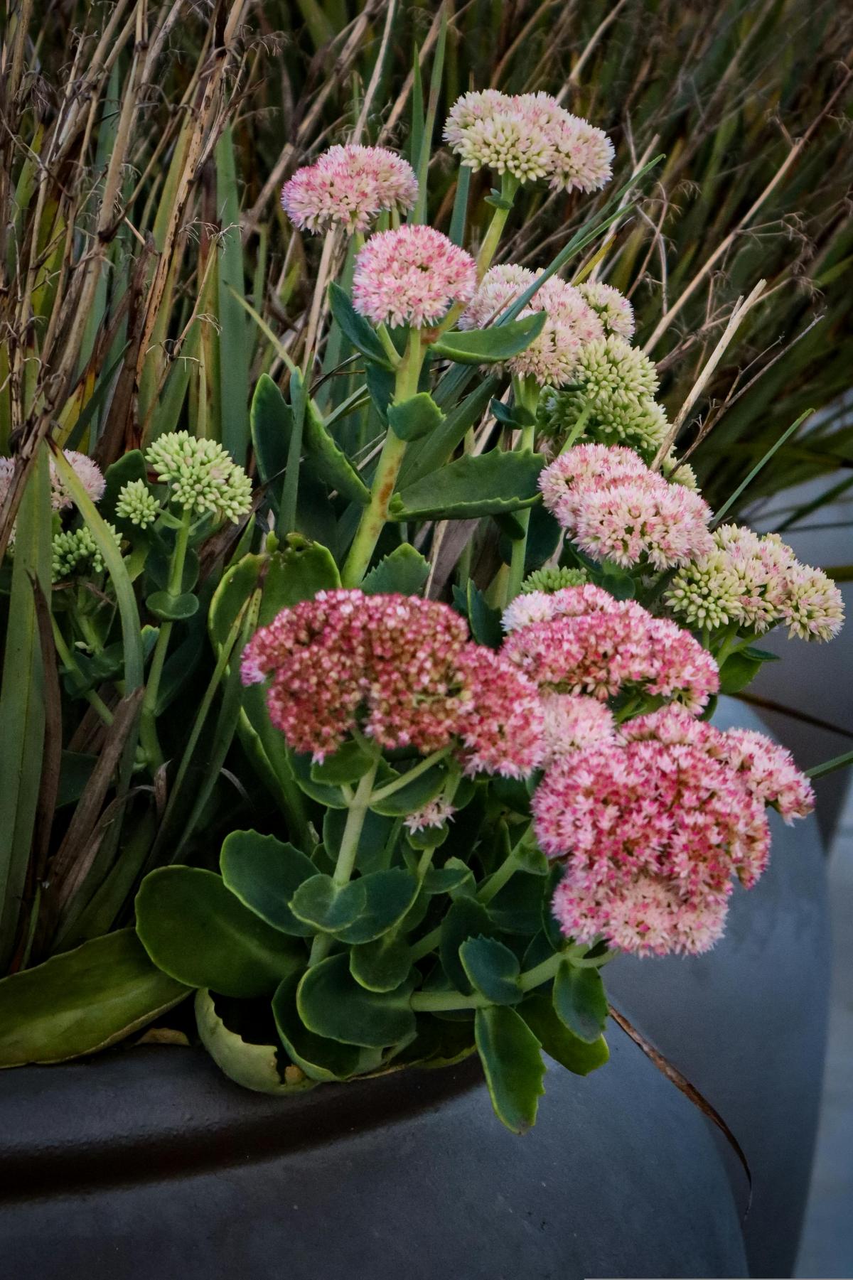 Que flores plantar no cemitério para florescerem durante todo o verão / photo pexels.com