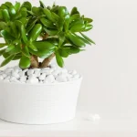 O que uma árvore do dinheiro precisa em março: dicas simples para um crescimento exuberante o-que-uma-arvore-do-dinheiro-precisa-em-marco-dicas.webp.webp