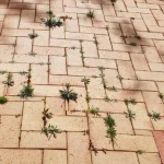 como-eliminar-a-relva-entre-as-pedras-do-pavimento-em.webp.webp