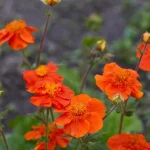 10 flores perenes que só melhoram com o passar dos anos: os especialistas dão os nomes das variedades 10-flores-perenes-que-so-melhoram-com-o-passar-dos.webp.webp