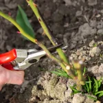 A poda primaveril da rosa estimula a floração: no verão, floresça como nunca a-poda-primaveril-da-rosa-estimula-a-floracao-no-verao.webp.webp