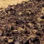 A colheita será d vezes maior: que tipo de estrume