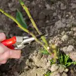 A poda primaveril da rosa estimula a floração: no verão,