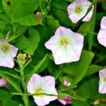 A trepadeira não desaparece: métodos eficazes e herbicidas para a sua horta a-trepadeira-nao-desaparece-metodos-eficazes-e-herbicidas-para-a.webp.webp