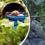 Ação simples em agosto: um jardineiro partilhou a forma de