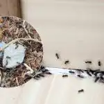 Adeus, pragas irritantes: como se livrar das formigas de uma vez por todas Adeus, pragas irritantes: como se livrar das formigas de uma