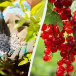As groselhas devem ser alimentadas na primavera: apenas uma mão-cheia de fertilizante por arbusto As groselhas devem ser alimentadas na primavera: apenas uma mão-cheia