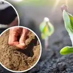 Calendário lunar do jardineiro para abril: o que e qdo