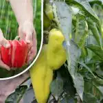 Comece a ficar vermelho numa questão de dias: uma forma