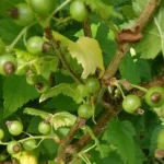 como-alimentar-as-groselhas-na-primavera-5-remedios-principais.webp.webp