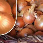 Como conservar as cebolas para que não brotem antes do verão: um jardineiro revelou um método simples Como conservar as cebolas para que não brotem antes do