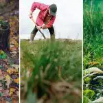 Como destruir um cepo de árvore no terreno: um método