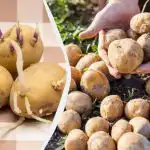 Como germinar batatas antes de as plantar - à luz ou no escuro: o que cresce melhor Como germinar batatas antes de as plantar - à luz