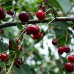 Como obter uma boa colheita de bagas: os especialistas dizem o que as cerejeiras adoram Como obter uma boa colheita de bagas: os especialistas dizem