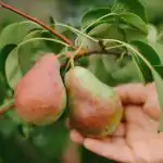 Como podar corretamente uma pereira para obter uma grande colheita: dicas para jardineiros Como podar corretamente uma pereira para obter uma grande colheita: