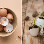Como utilizar as cascas de ovo na horta: 7 formas