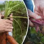 Dias favoráveis: qdo cavar cenouras e beterrabas de acordo com o calendário lunar 2025 Dias favoráveis: qdo cavar cenouras e beterrabas de acordo com