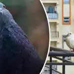 Eles não voam até um metro: o que lavar na svaranda para afastar os pombos Eles não voam até um metro: o que lavar na