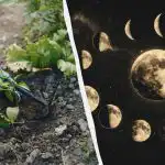 Esqueça a horta nestes dias de abril: o calendário exato