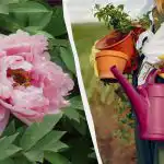 "Esteróides" naturais para peónias: como alimentar as flores sem produtos químicos "Esteróides" naturais para peónias: como alimentar as flores sem produtos