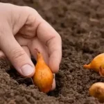 Fertilizante para cebolas durante a plantação: o que adicionar ao buraco fertilizante-para-cebolas-durante-a-plantacao-o-que-adicionar-ao.webp.webp