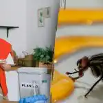 Importante a fazer na primavera: um ingrediente salva das moscas