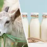 Leite de cabra ou leite de vaca: o médico explica q é o leite mais saudável na realidade Leite de cabra ou leite de vaca: o médico explica