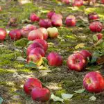 Maçãs podres não são fertilizantes: 4 razões pelas qs os