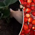 No verão, a fruta dobra-se: o que colocar debaixo dos