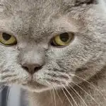 O que acontece se não se aperceber da artrite num gato idoso: o preço do silêncio o-que-acontece-se-nao-se-aperceber-da-artrite-num.jpg