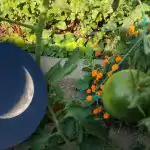 O que fazer na horta em setembro: dias favoráveis segundo o calendário lunar O que fazer na horta em setembro: dias favoráveis segundo