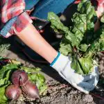 O que não se deve cultivar na horta: os jardineiros nomearam 5 plantas problemáticas que são mais fáceis de comprar O que não se deve cultivar na horta: os jardineiros