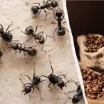 Os insectos esquecem o caminho para a scasa: um remédio comprovado para as formigas Os insectos esquecem o caminho para a scasa: um remédio