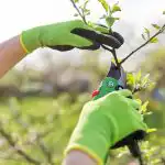 Os jardineiros foram relembrados - é altura de podar os