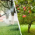 Os pulgões não voltarão a tocar nas macieiras: uma solução eficaz com dois ingredientes Os pulgões não voltarão a tocar nas macieiras: uma solução