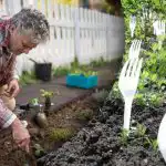 Os vizinhos riram-se até verem o resultado: porque é que os garfos são necessários na horta Os vizinhos riram-se até verem o resultado: porque é que