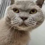 Porque é que os gatos ronronam: o que está realmente por detrás do som porque-e-que-os-gatos-ronronam-o-que-esta-realmente.jpg
