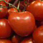 Porque é que os jardineiros inteligentes não regam os tomates durante semanas em julho: a sede que salva a colheita porque-e-que-os-jardineiros-inteligentes-nao-regam-os-tomates.jpg