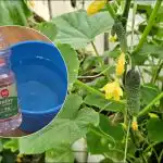 Porque é que os produtores de dacha regam os pepinos