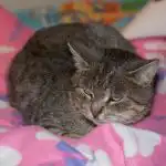 Porque é que um gato tolera a dor e não a demonstra: uma armadilha evolutiva para os donos porque-e-que-um-gato-tolera-a-dor-e-nao.jpg