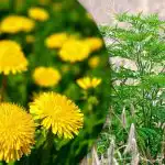 Portulaca, erva de trigo, ambrósia: como se livrar das ervas