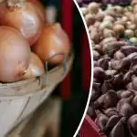 Q a diferença entre chalotas e cebolas normais: q é