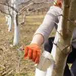 Q e qdo é a melhor altura para branquear árvores: