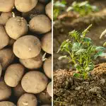 Qdo plantar batatas em abril de 2026: dias favoráveis de