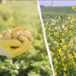 Qdo semear sidras na primavera: qs escolher para as batatas,