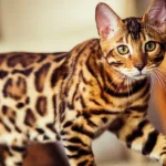 Que gatos vale a pena ter em 2026: os veterinários indicam as 6 raças mais populares que-gatos-vale-a-pena-ter-em-2026-os-veterinarios.webp.webp