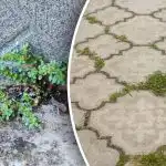 Sem produtos químicos e esforços desnecessários: como se livrar das ervas daninhas no quintal em minutos Sem produtos químicos e esforços desnecessários: como se livrar das