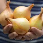 Tudo sobre o cultivo de cebolas na shorta: os especialistas reuniram todos os segredos num só lugar Tudo sobre o cultivo de cebolas na shorta: os especialistas