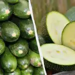 Umas pelo rendimento, outras pelo sabor: qs as variedades de